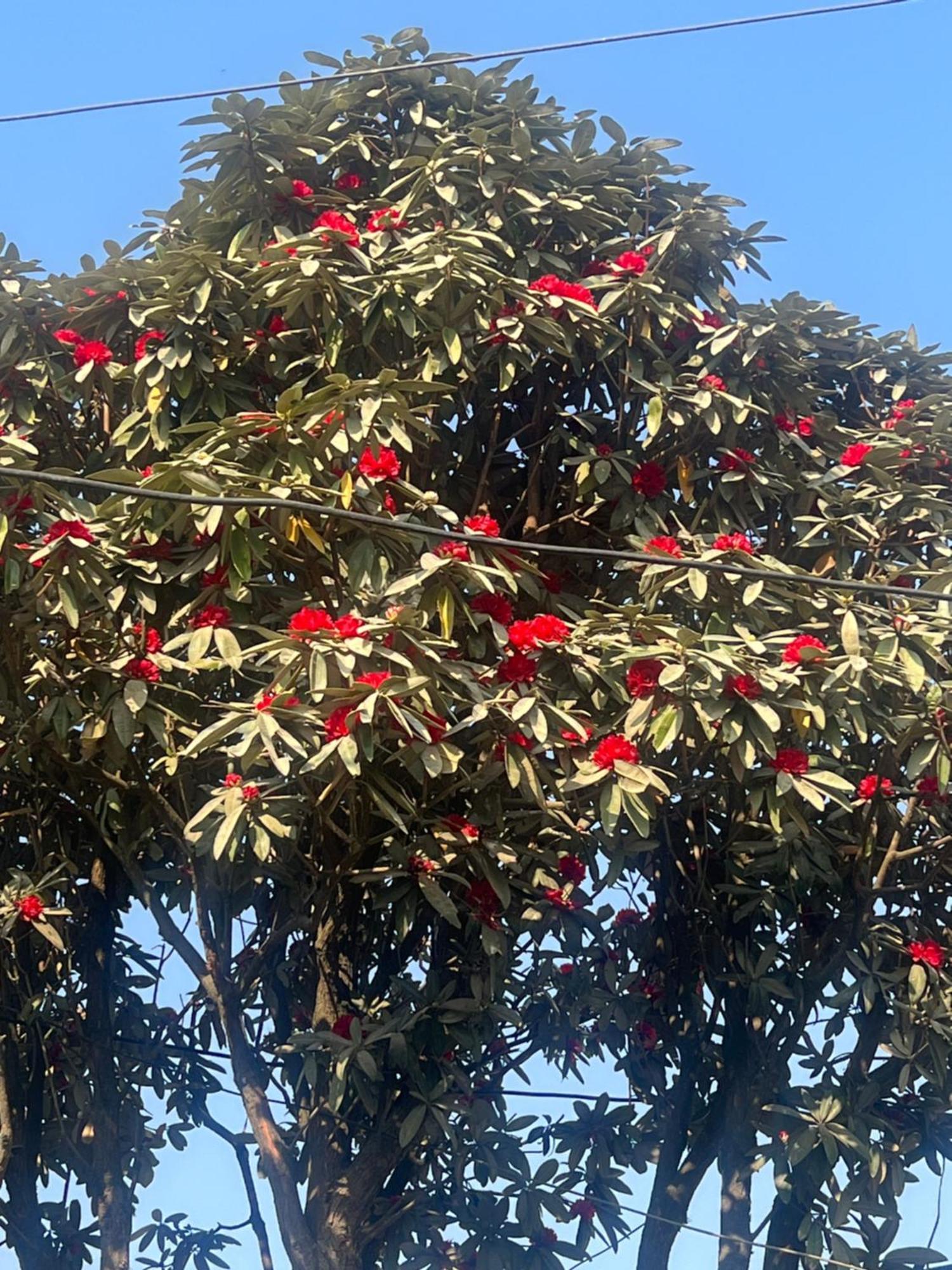 Nagarkot Resort Pvt. Ltd Екстериор снимка